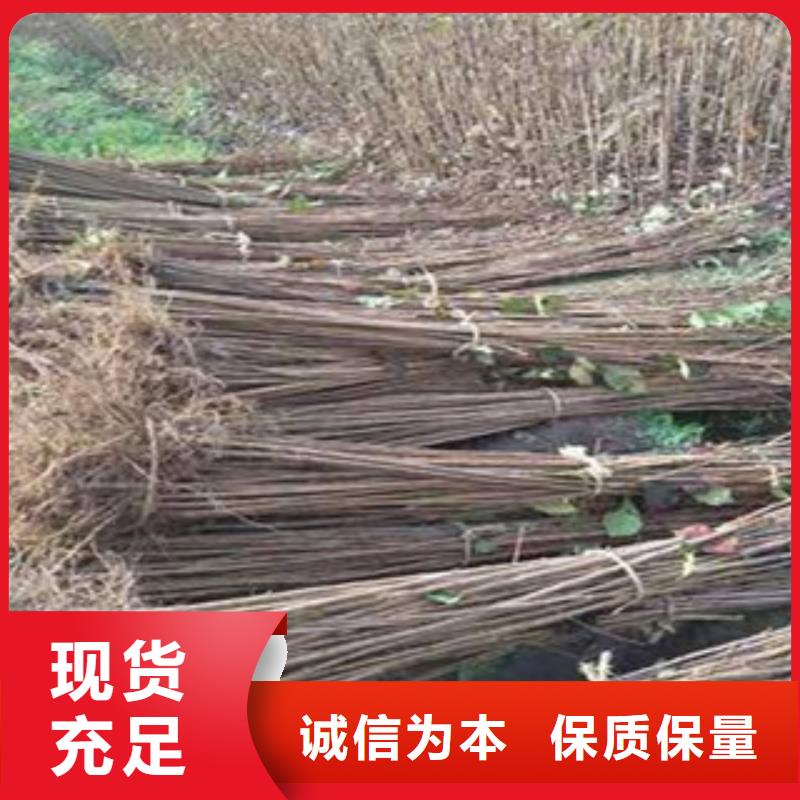 櫻桃苗長期供應質檢嚴格