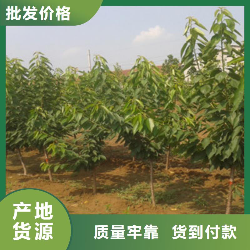 櫻桃苗、櫻桃苗生產廠家-認準順誠苗木經銷處同城貨源