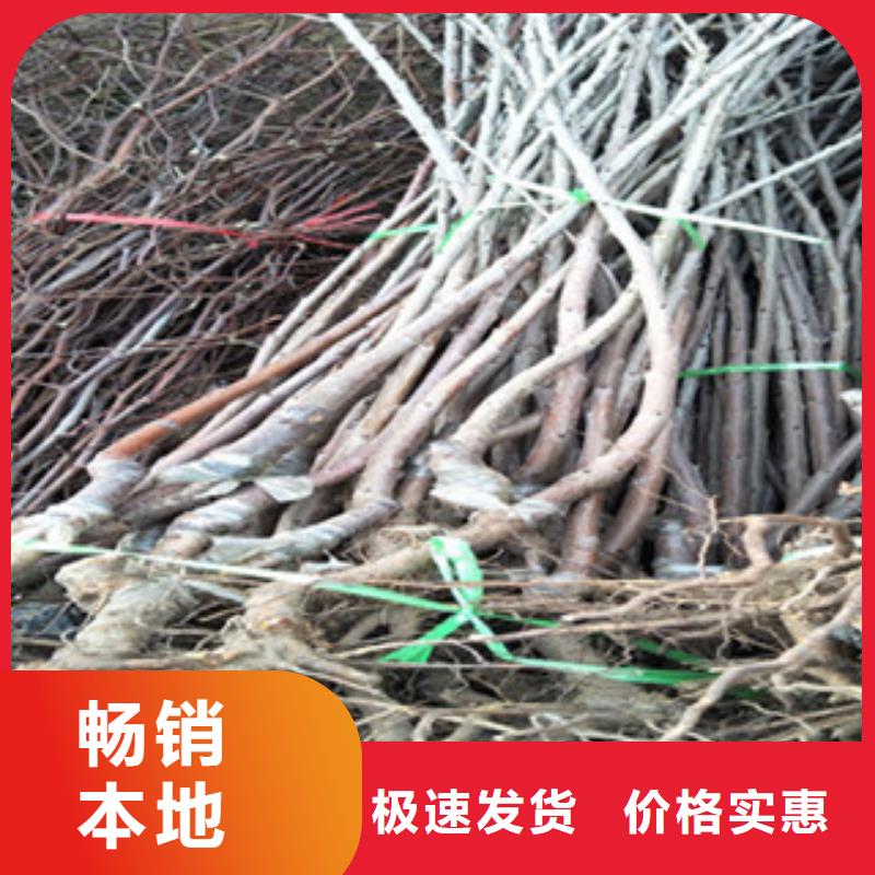 樱桃苗实体生产厂家正品保障