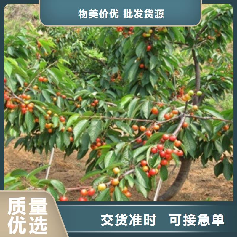 櫻桃苗原廠直銷型號全價格低