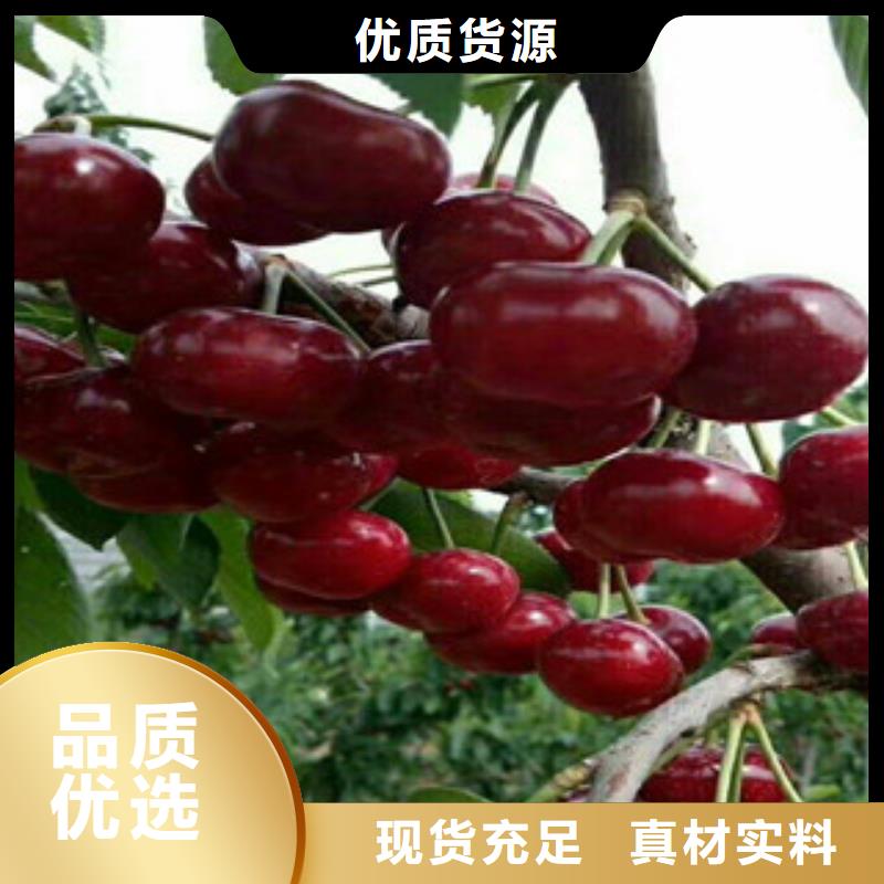 櫻桃苗企業-信譽保障當地服務商
