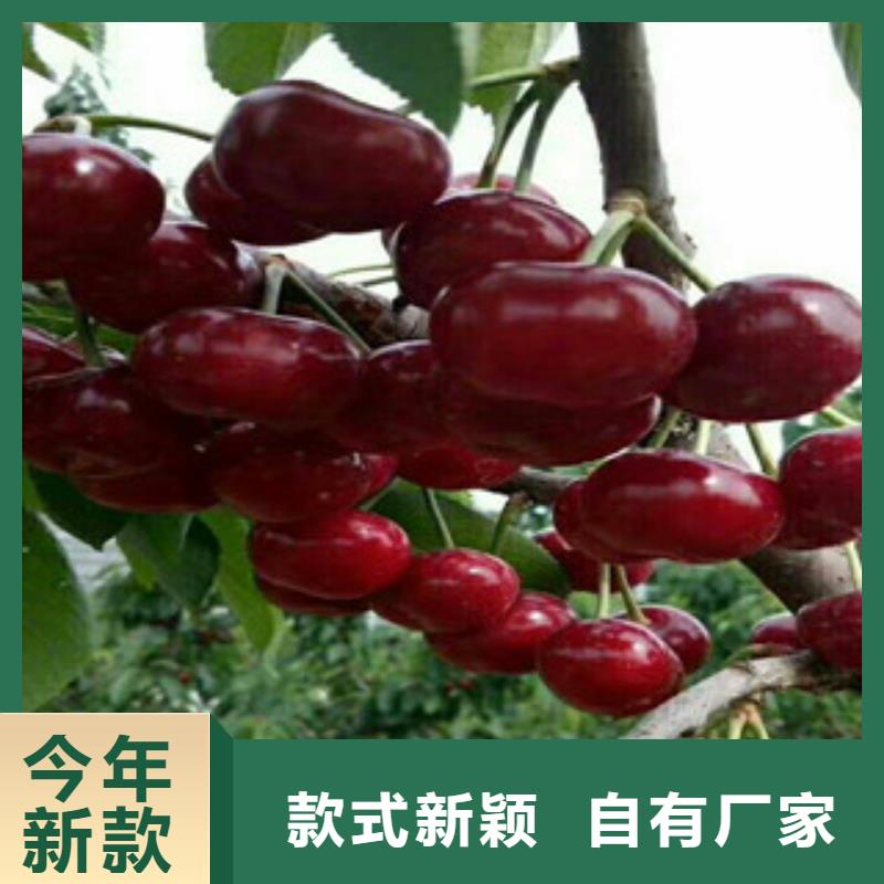 櫻桃苗廠家價(jià)格公道符合行業(yè)標(biāo)準(zhǔn)