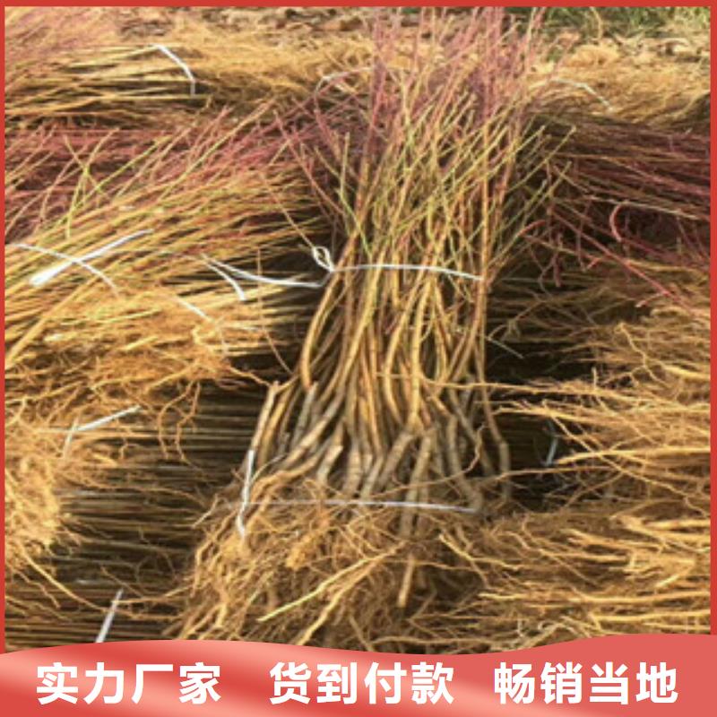 品牌的桃樹苗廠家源頭廠家