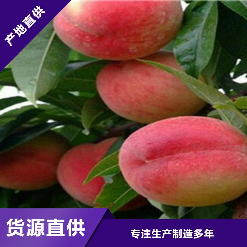 桃樹苗-桃樹苗暢銷支持非標定制