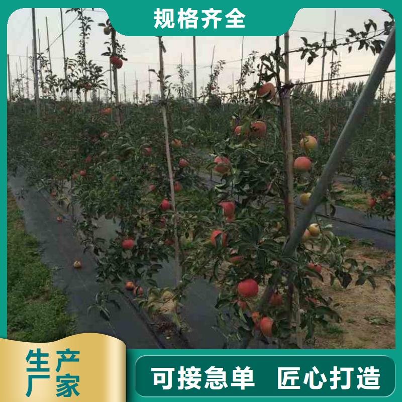 優選：蘋果苗品牌廠家當地經銷商