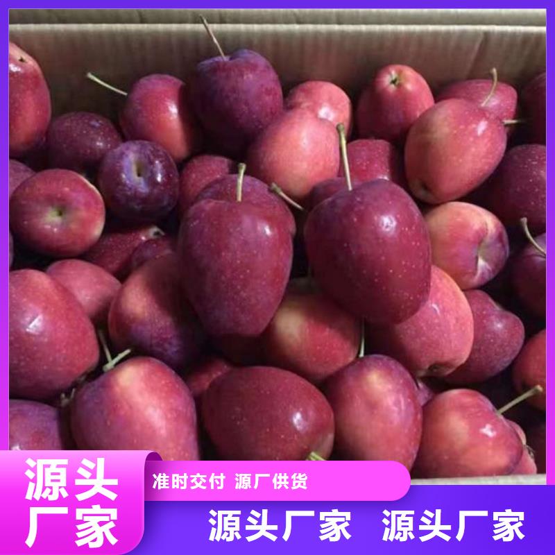  本地 【顺诚】三公分寒富苹果苗批发树苗
