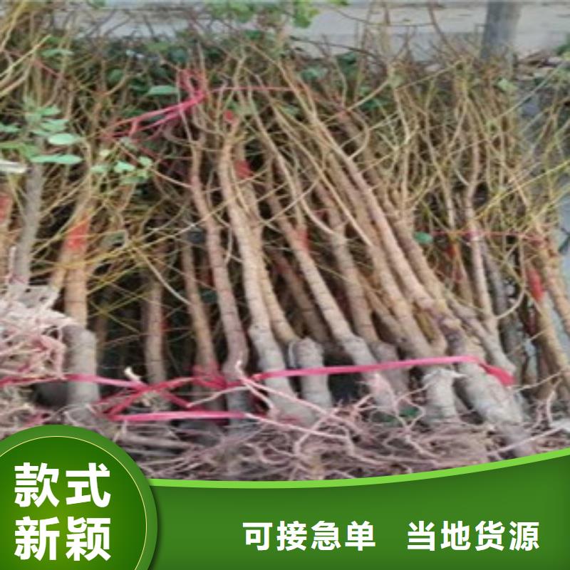 杏树苗厂家信守承诺实力商家推荐
