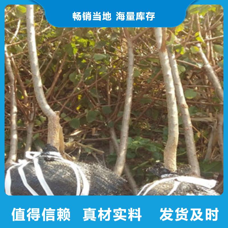 專業廠家直銷杏樹苗工廠認證