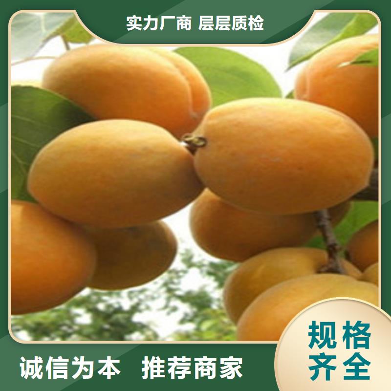 杏樹苗-售后無憂把實惠留給您