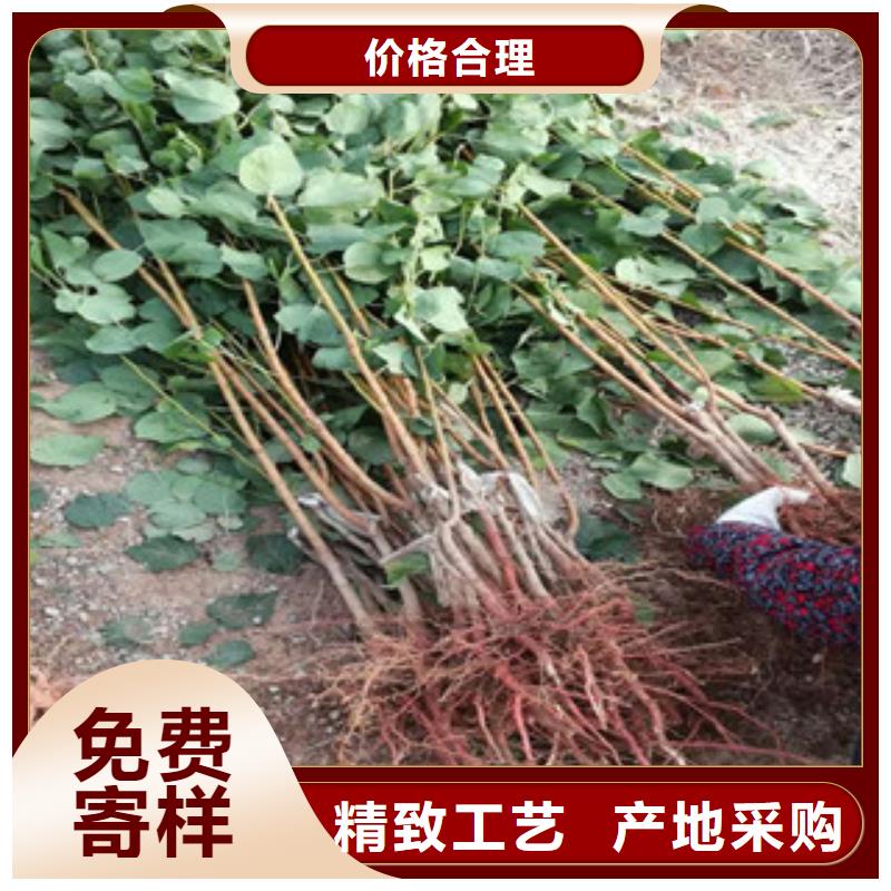 杏树苗价格从优源厂供货