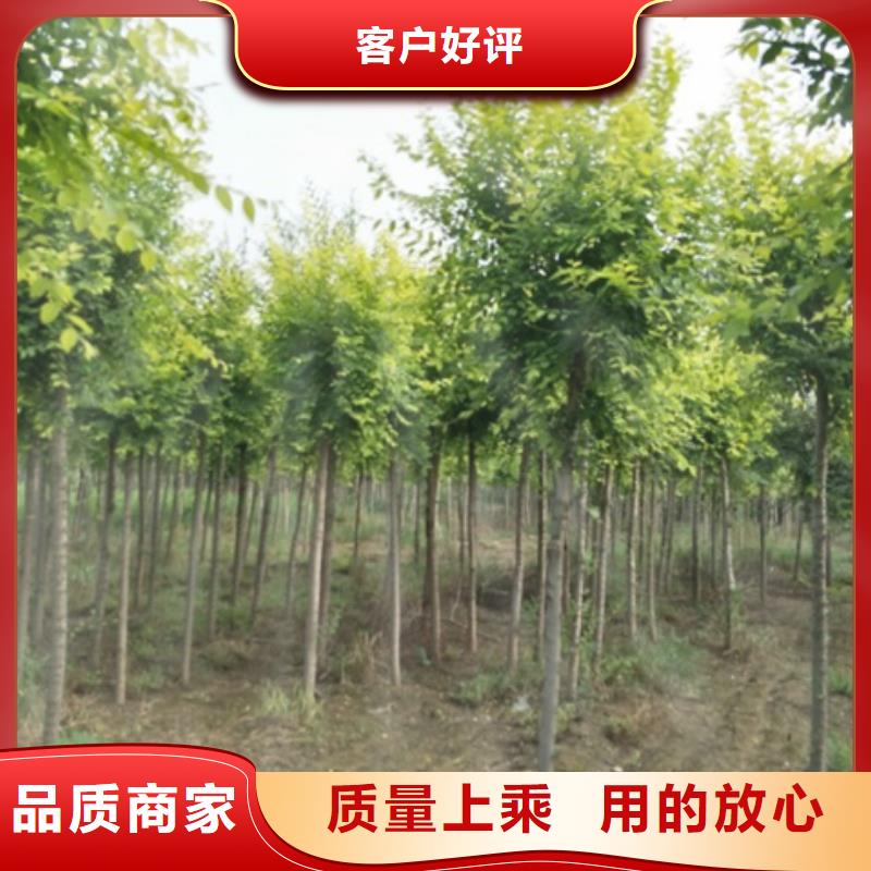 榆樹廠家價格優惠品類齊全