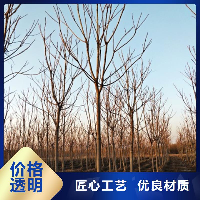 椿樹(shù)質(zhì)量可靠的廠家全新升級(jí)品質(zhì)保障