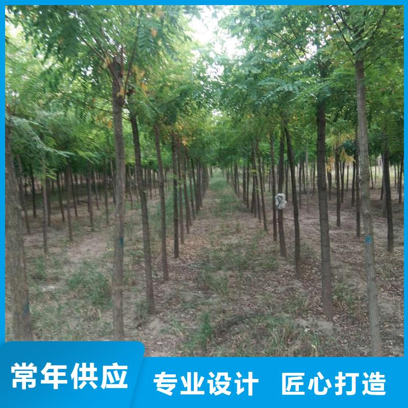刺槐大廠家選的放心符合標(biāo)準(zhǔn)