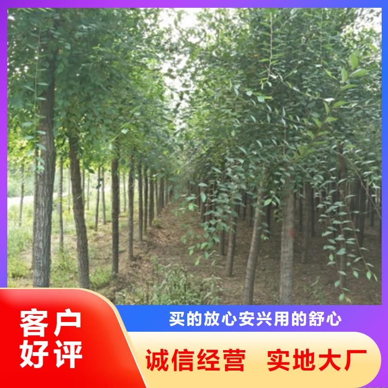 選擇正規白榆廠家同城生產商