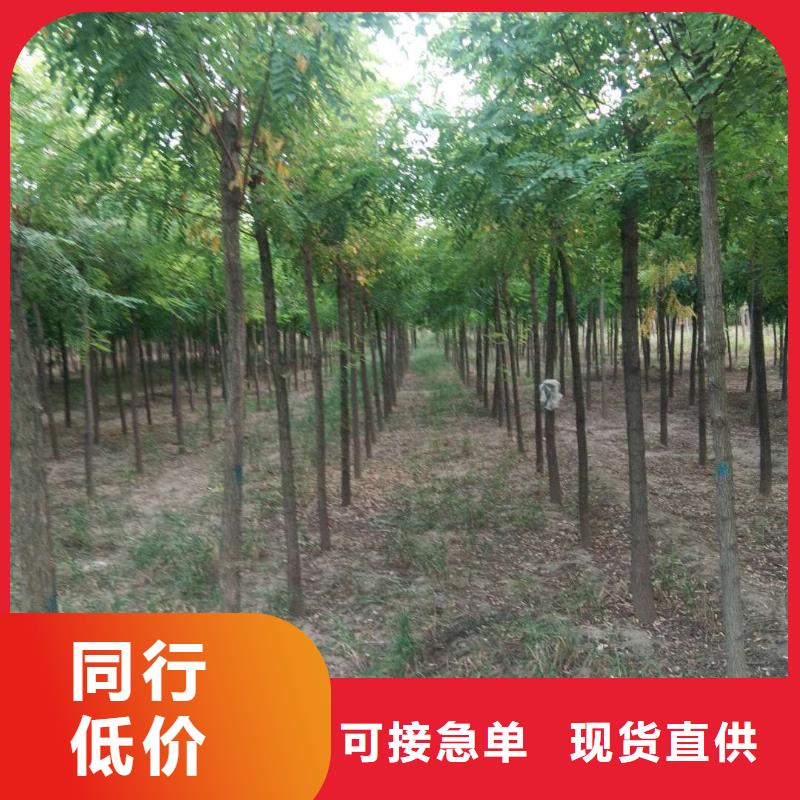 服務(wù)周到的洋槐基地極速發(fā)貨