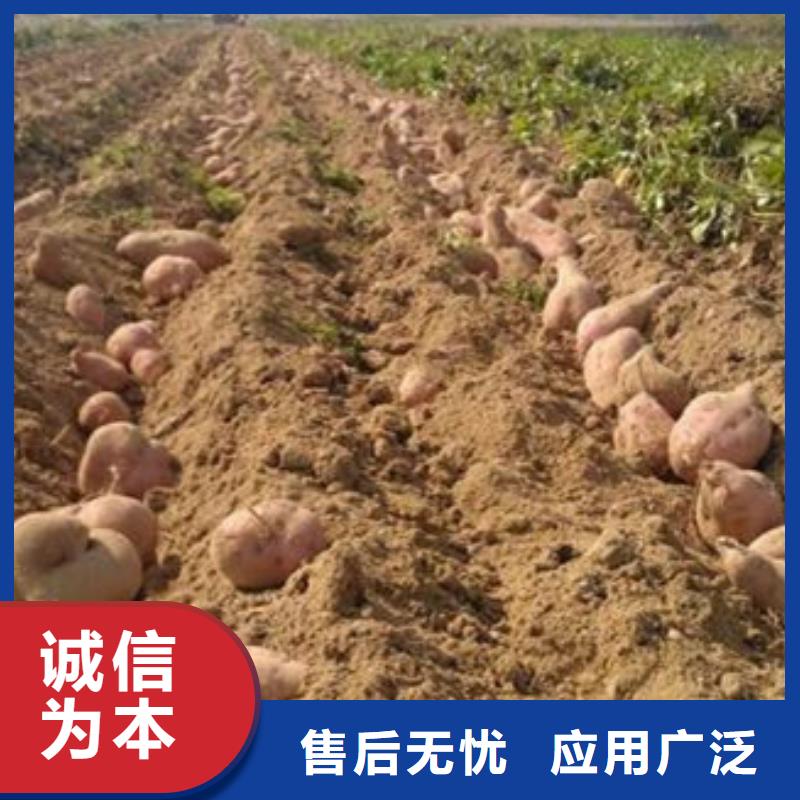 红薯苗企业-质量过硬本地制造商