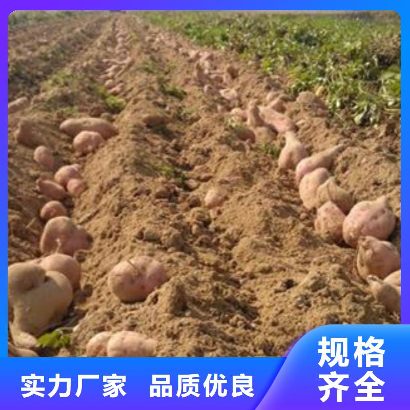 生产红薯苗质量可靠的厂家有口皆碑