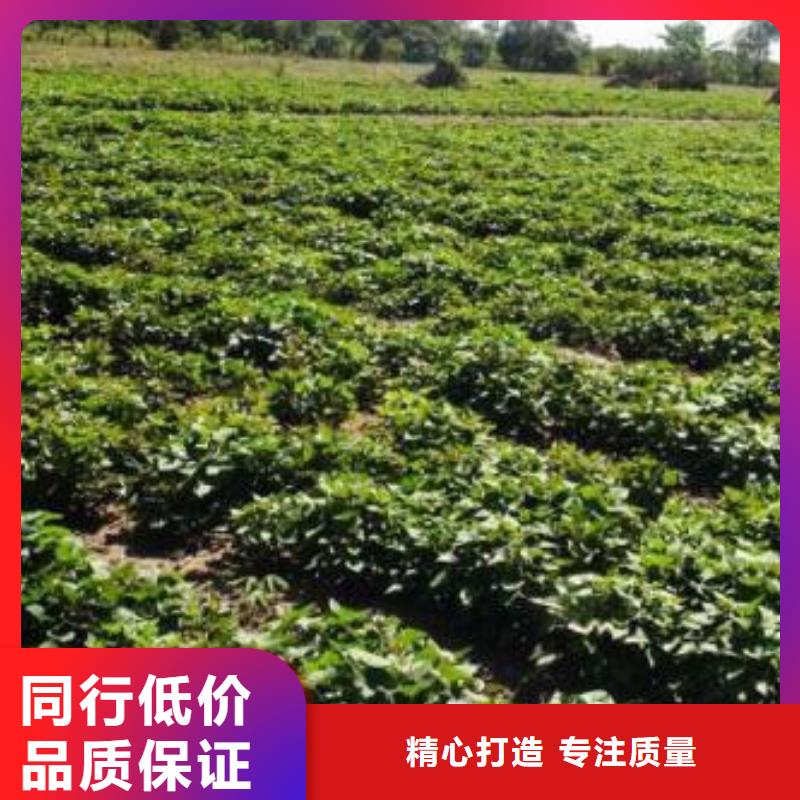 红薯苗生产基地实体厂家大量现货