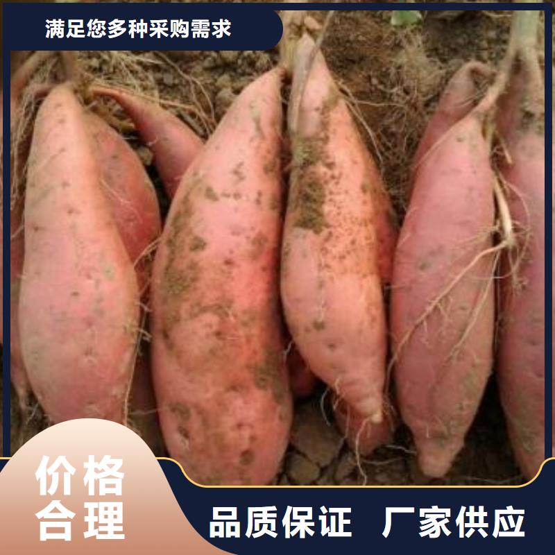 红薯苗-红薯苗一手货源本地厂家