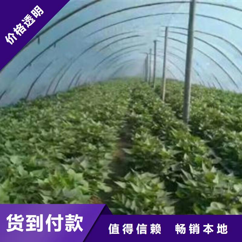 红薯苗质量保真选择大厂家省事省心