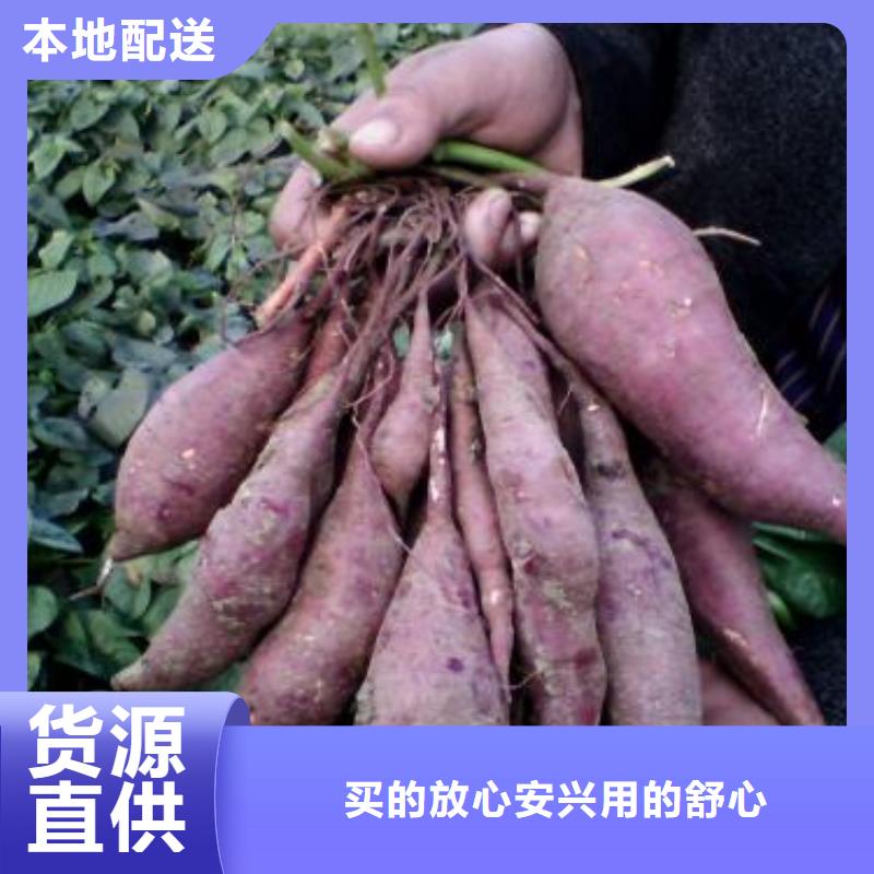 紫薯苗、紫薯苗直销厂家多种优势放心选择