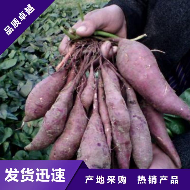 紫薯苗质量优质的厂家附近货源