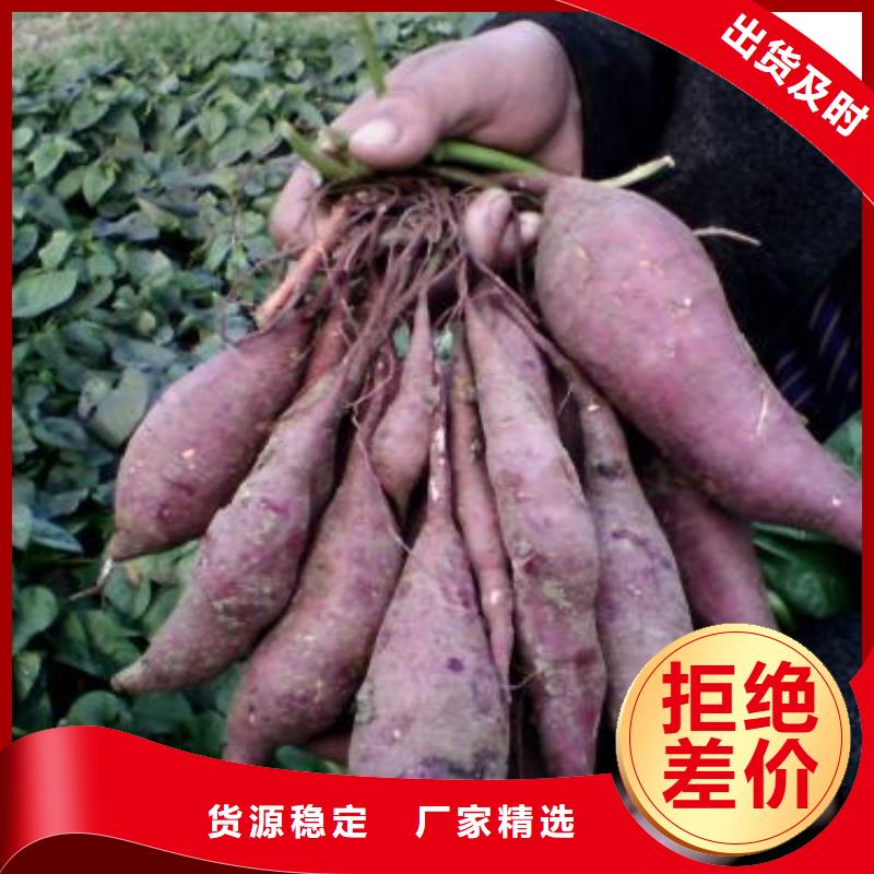 紫薯苗厂家资质齐全源头工厂