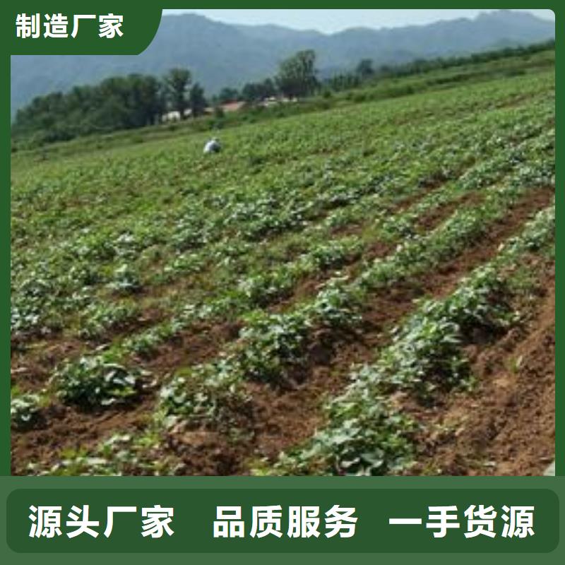 紫薯苗支持非标定制本地生产商