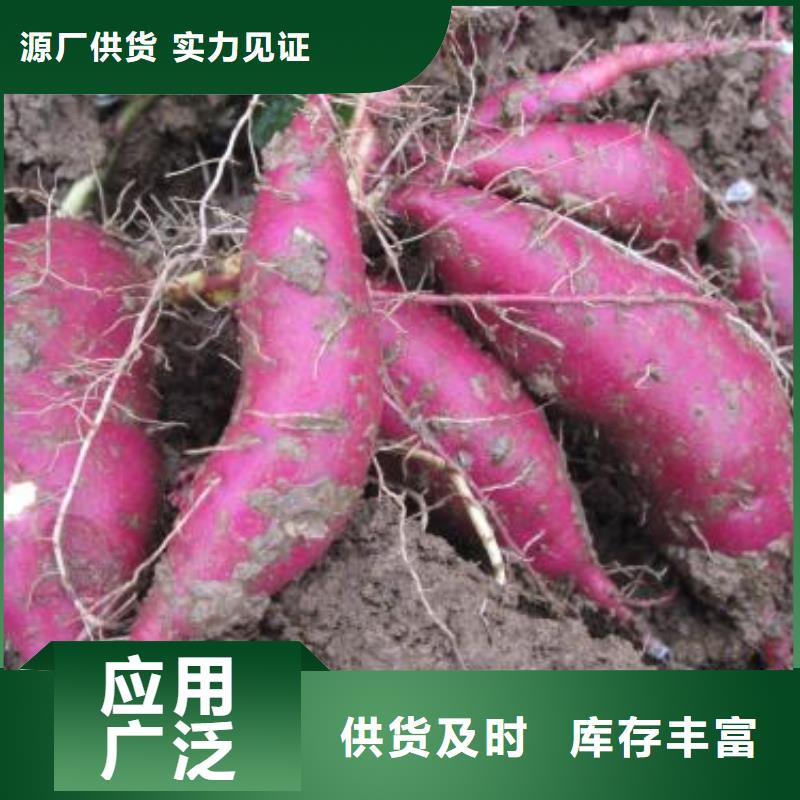 紫薯苗推荐厂商应用广泛
