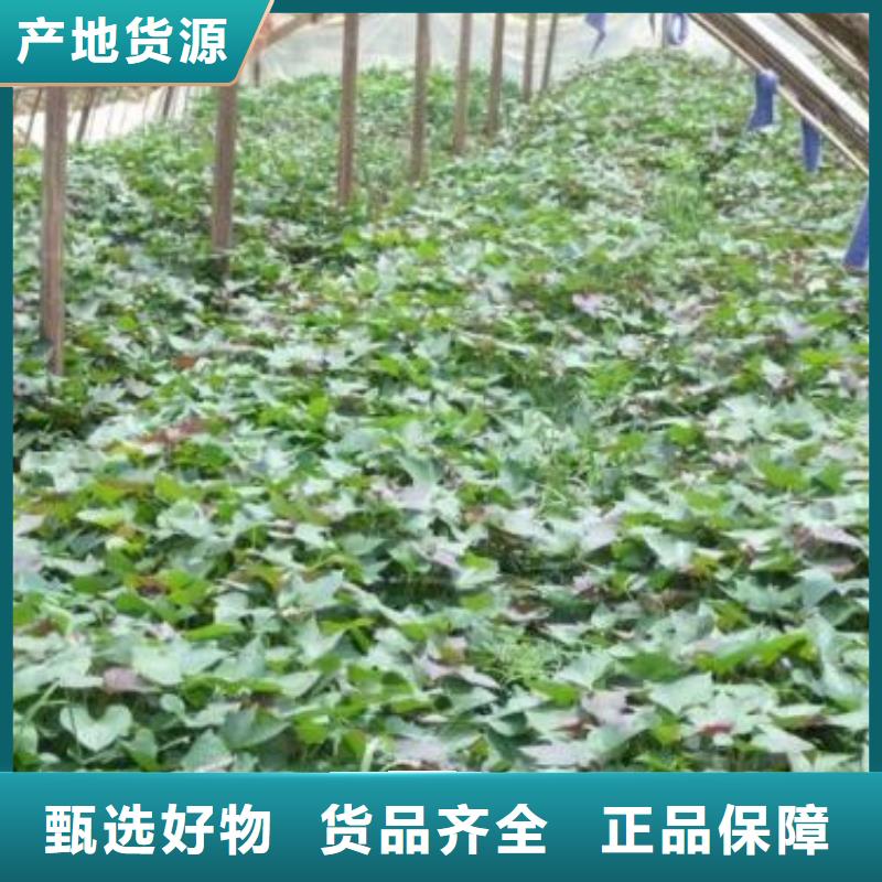 定制紫薯苗的批发商附近生产厂家