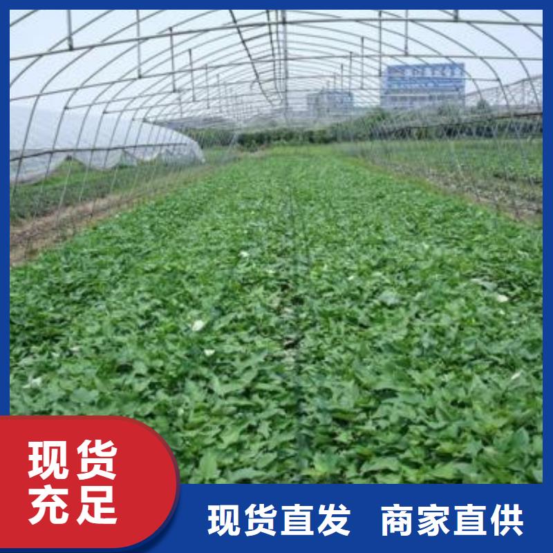 优质紫薯苗的供货商产地货源