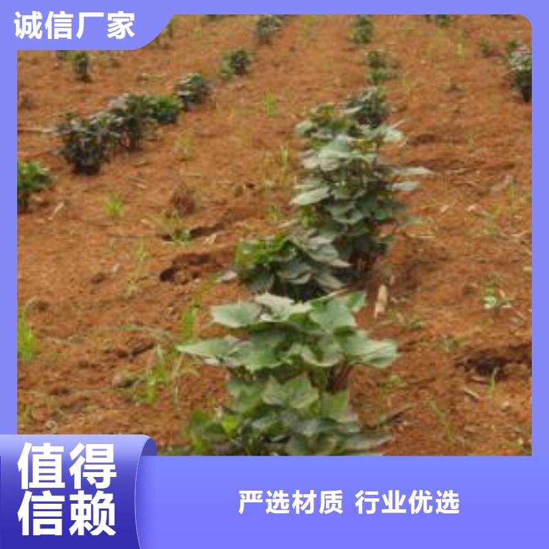紫薯苗的应用范围研发生产销售