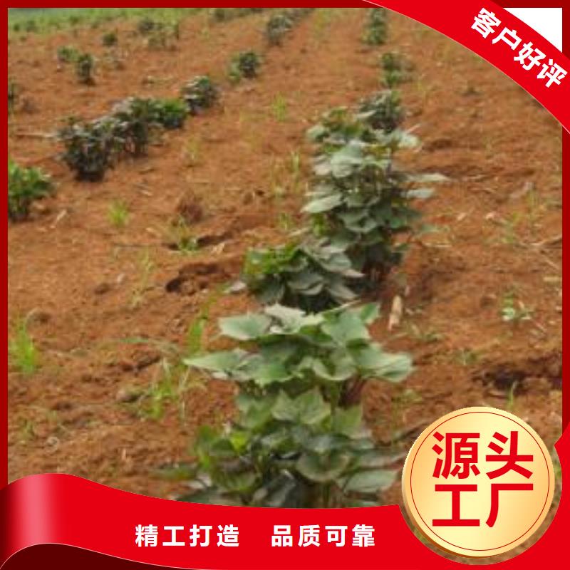 紫薯苗质量有保证专业生产品质保证