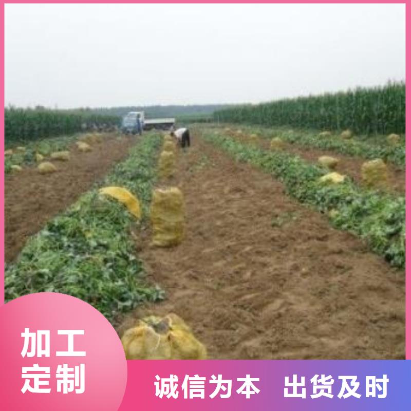 可定制的紫薯苗生产厂家服务周到