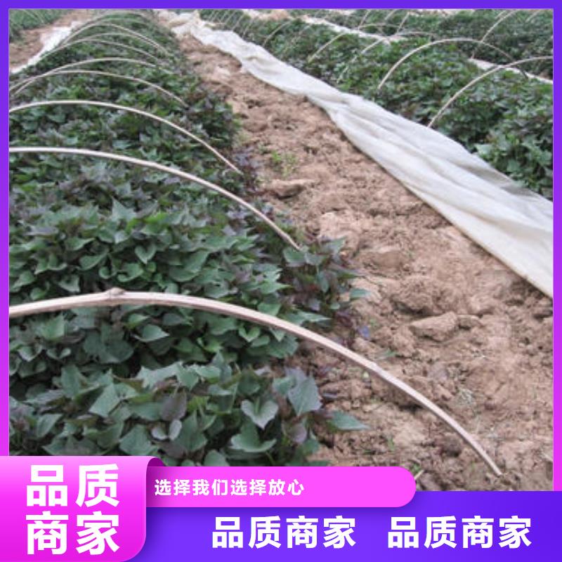 紫薯苗-紫薯苗厂家直发高品质诚信厂家