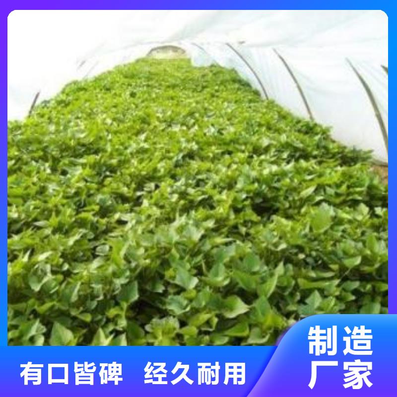 生产紫薯苗的厂家满足客户需求