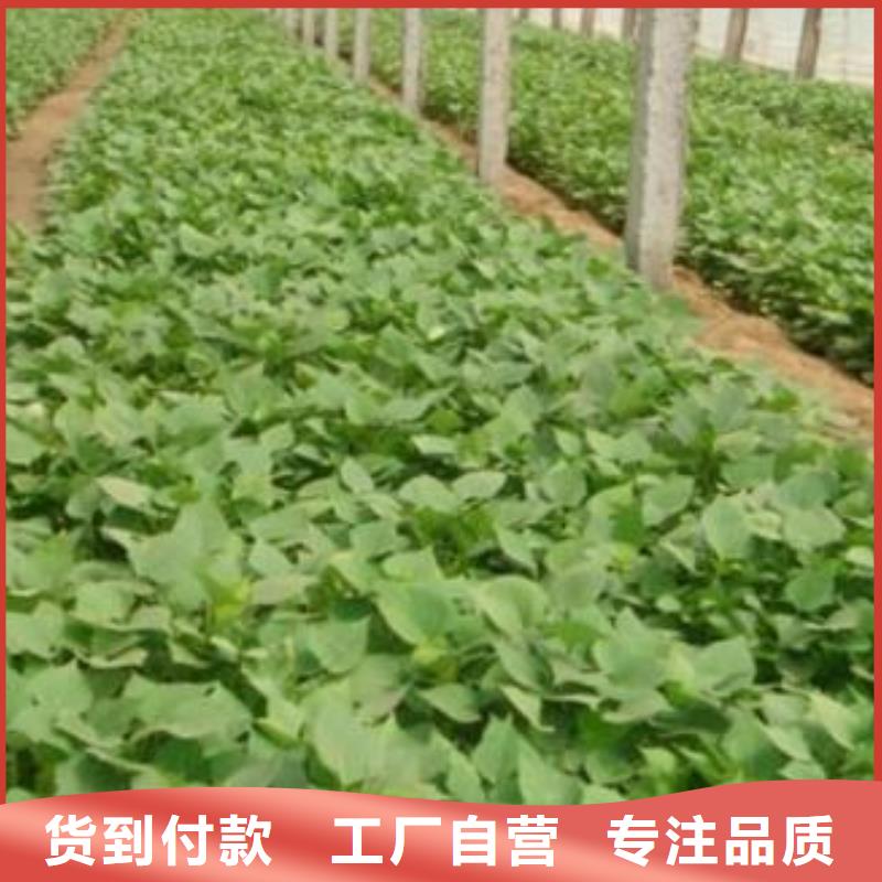供应批发紫薯苗-省钱长期供应