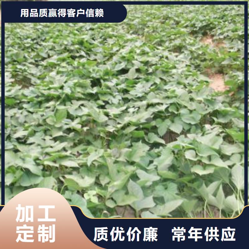 专业销售紫薯苗-省钱当地货源
