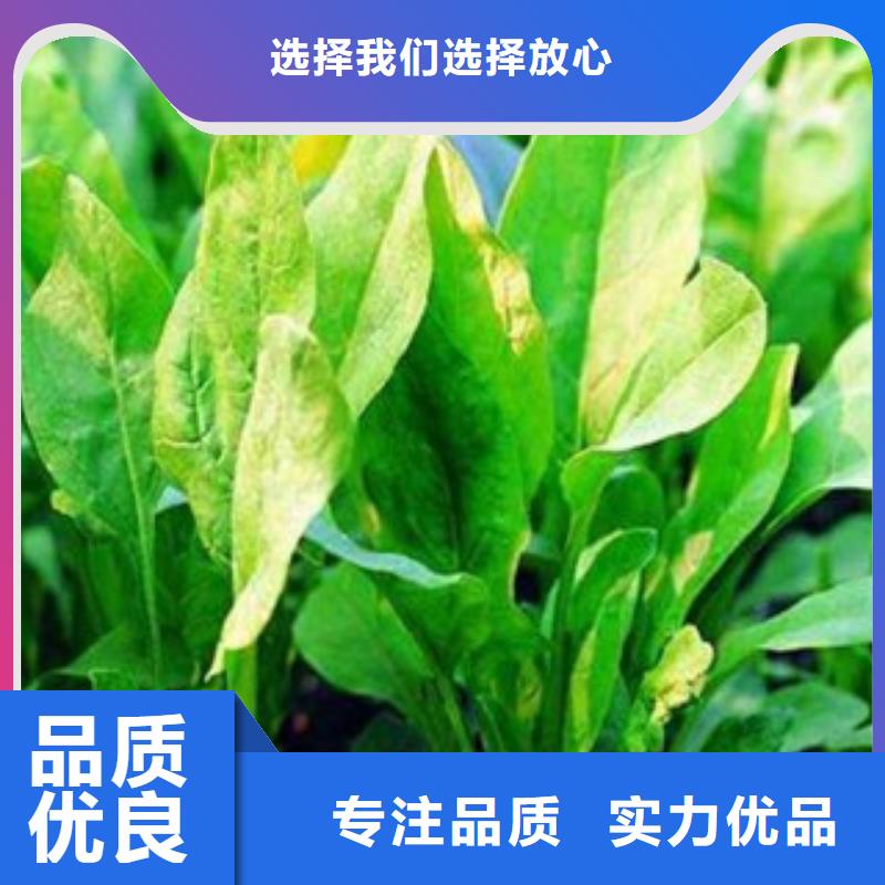 菠菜粉生产厂家-找乐农食品有限公司精选好货