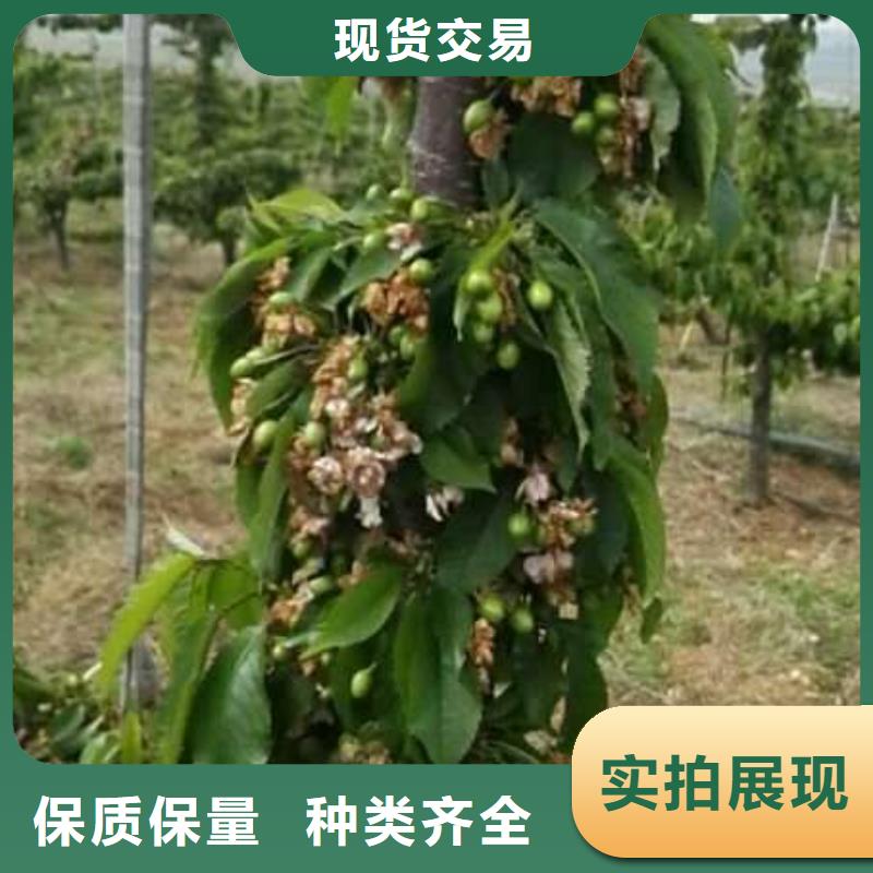 價格低的櫻桃苗廠家款式多樣