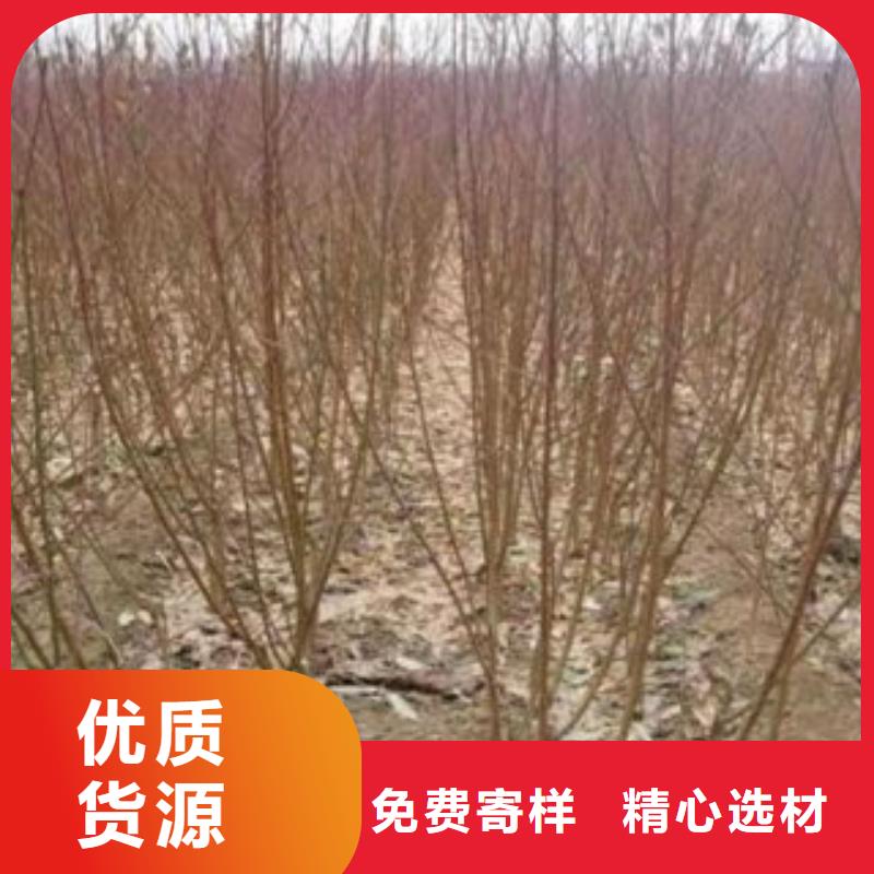 資訊：桃苗生產(chǎn)廠家同城服務商