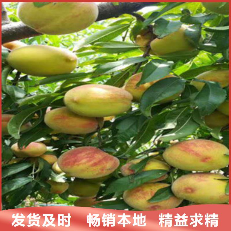 定制桃苗_優(yōu)質(zhì)廠家支持定制