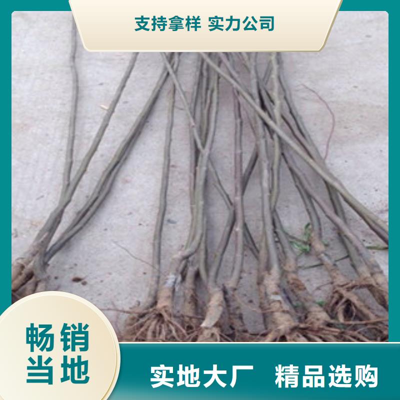 板栗苗經驗充足嚴選材質