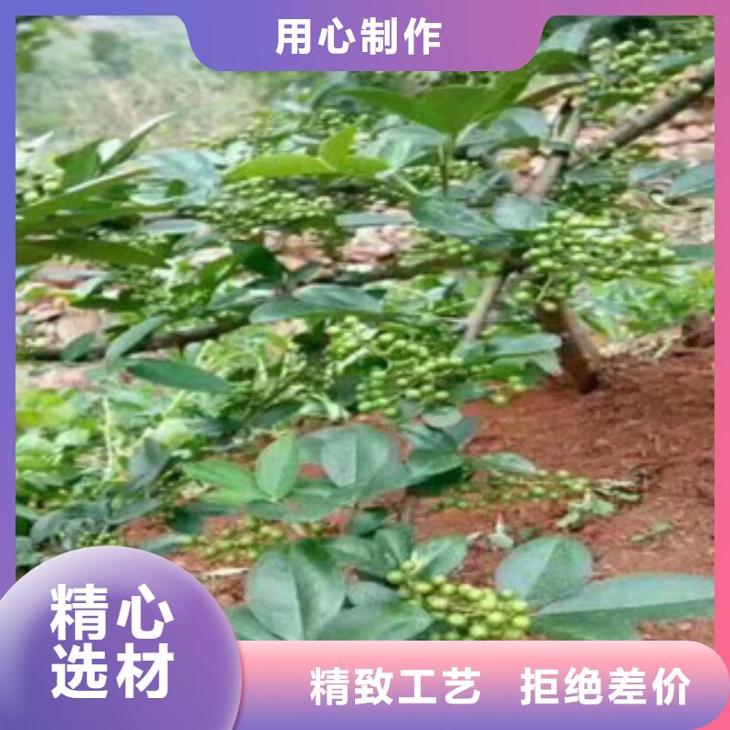 銷售花椒苗_品牌廠家當地服務商