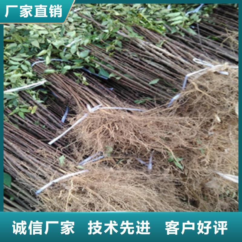 花椒苗質量可靠優質材料廠家直銷