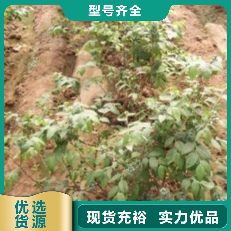 藍莓苗生產廠家_規格齊全一站式服務
