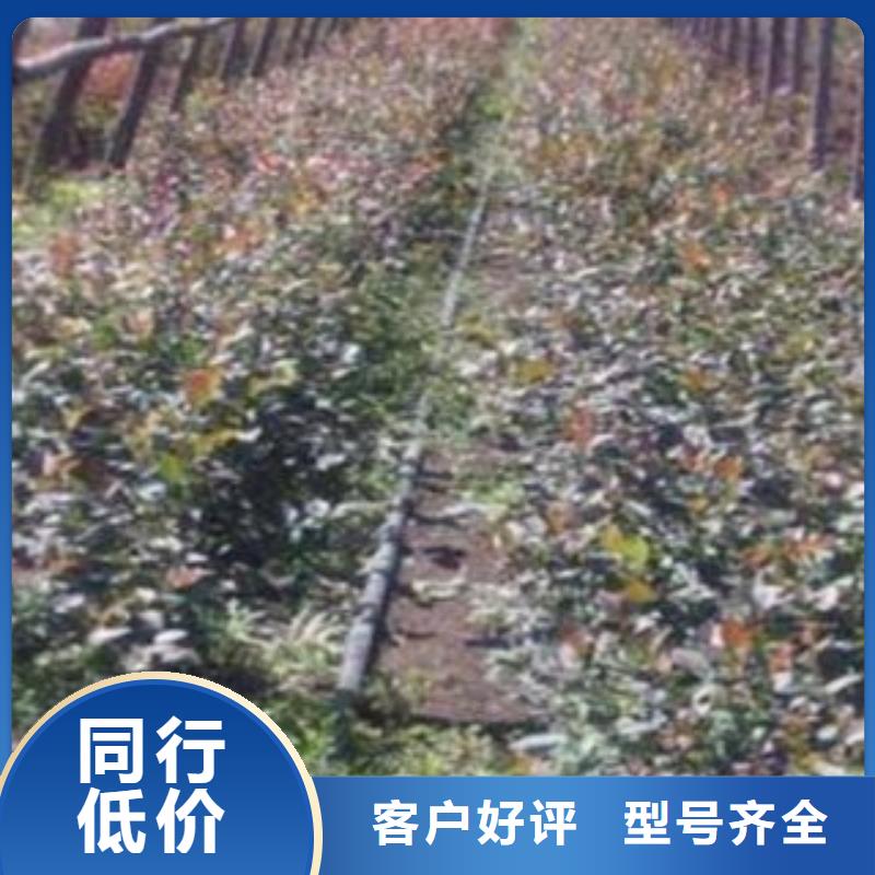 咨询(兴海)杜克蓝莓树苗1.5公分