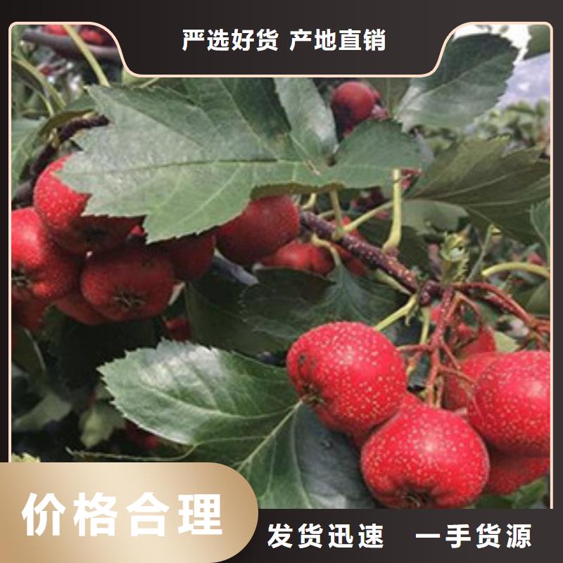 定做山楂苗的基地生產(chǎn)加工