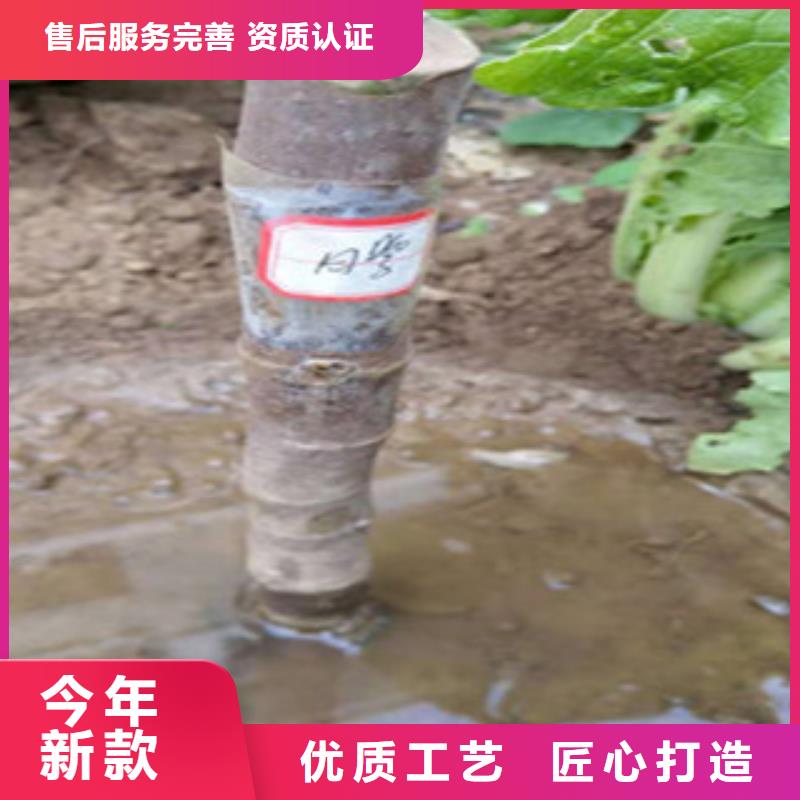 無花果苗品牌供應商來電咨詢