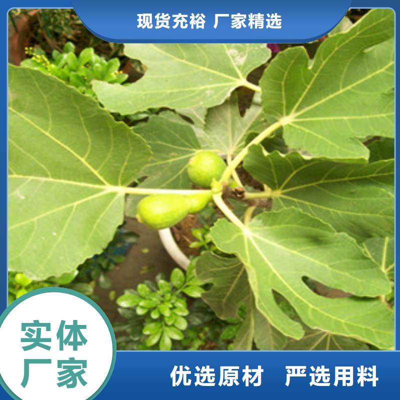 無花果苗廠家-實地大廠